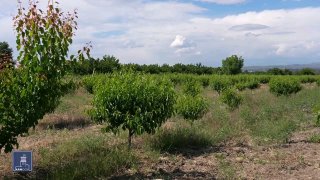 Фермеры в Канакер-Зейтуне обсуждают беспроцентные кредиты